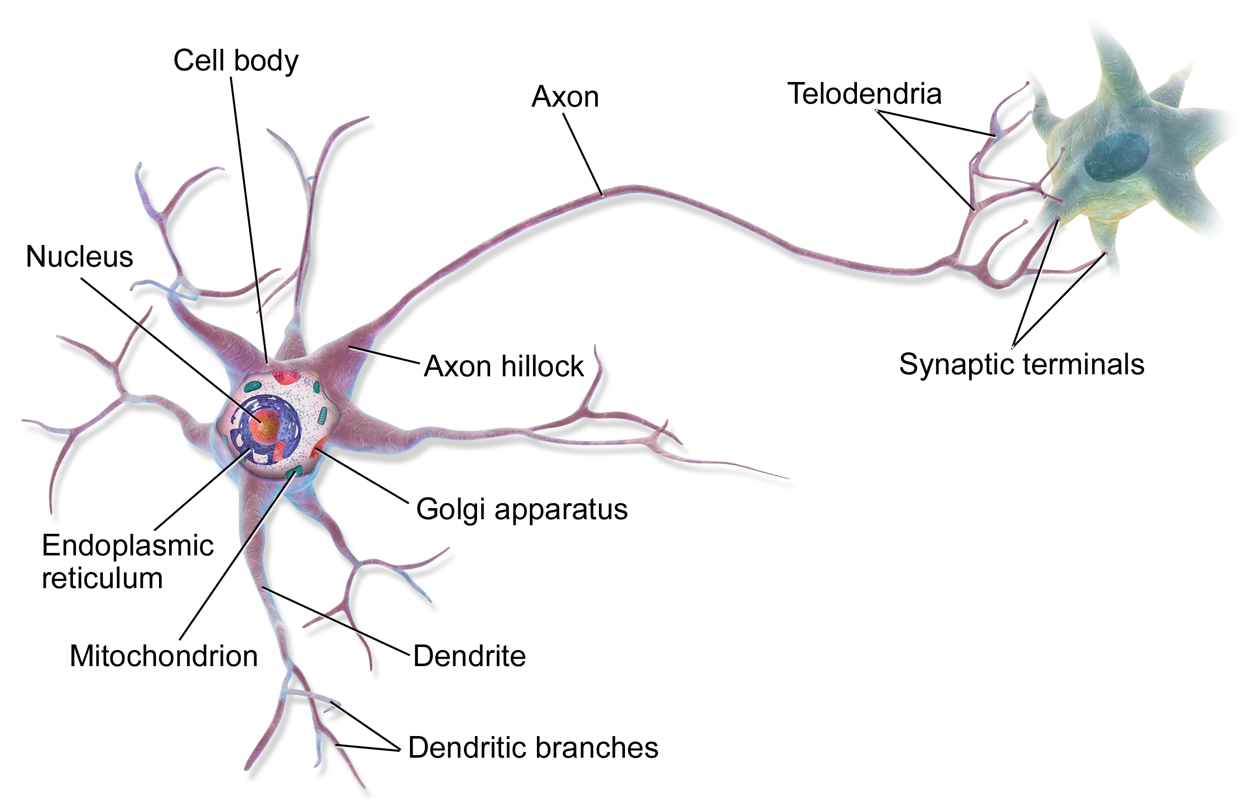 神经元